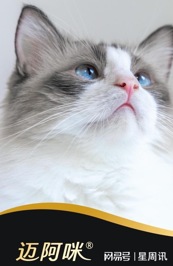 届华美风尚盛典星光璀璨成就“人气单品”CQ9电子迈阿咪miamor助力第十(图2) 届华美风尚盛典星光璀璨成就“人气单品”CQ9电子迈阿咪miamor助力第十(图2)